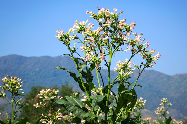 Blumen des Tabaks auf dem Berg und dem Himmel.