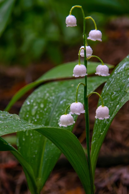 Blumen des Waldes Maiglöckchen in einer Lichtung in der Nähe