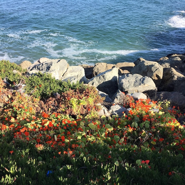 Foto blumen, die am meer wachsen