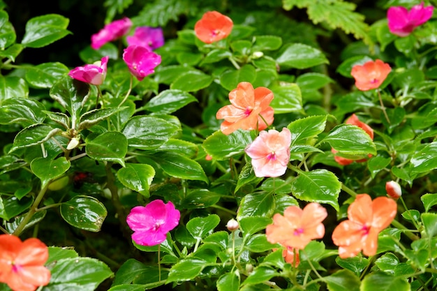 Blumen, die auf dem Boden nach Regen blühen