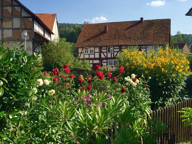 Foto blumen, die auf einer pflanze außerhalb des hauses wachsen