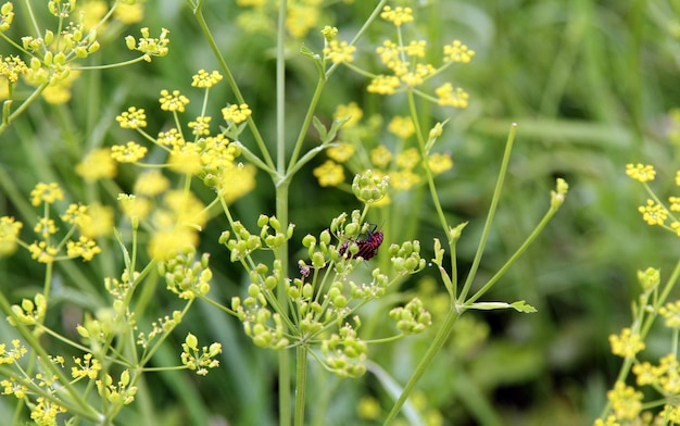 Foto blumen, die auf einer pflanze wachsen