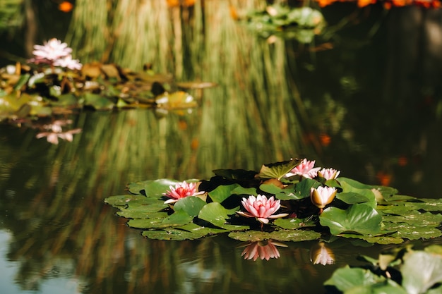 Blumen, die auf Wasser im Botanischen Garten von Puerto de La Cruz, Teneriffa, Spanien wachsen.