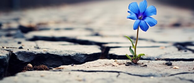 Blumen, die den Asphalt der Straße durchbrechen, blühen, widerstandsfähig