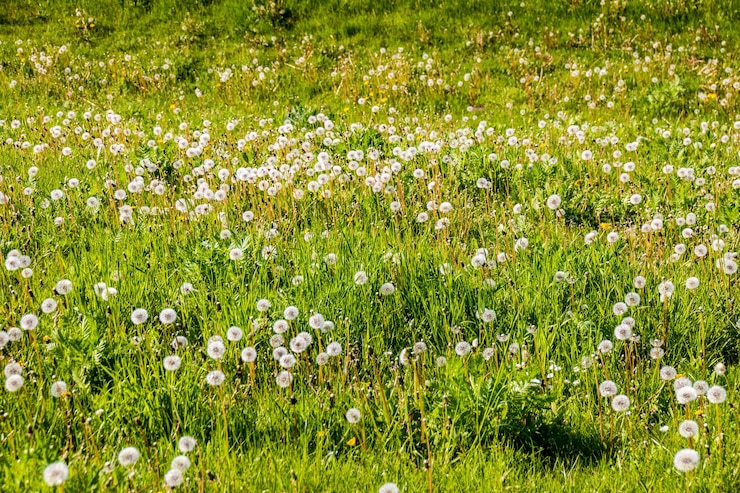 Foto blumen, die im feld wachsen