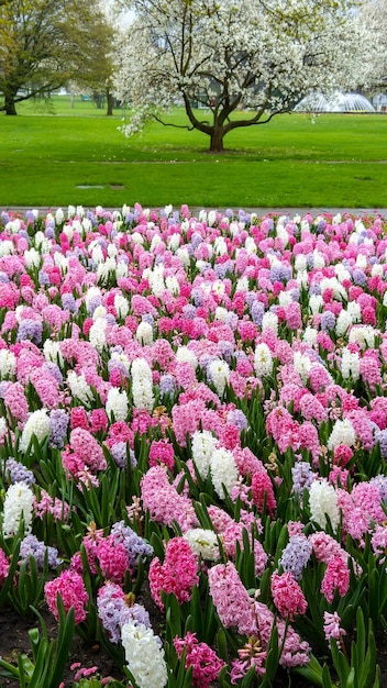 Blumen, die im Park wachsen