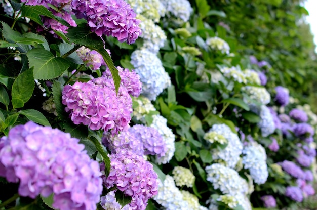 Foto blumen, die im park wachsen