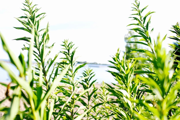 Blumen, die in den Wind fließen