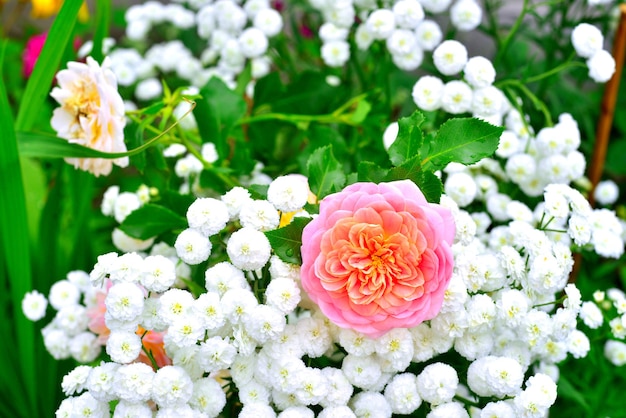 Blumen einer Rose und einer Schafgarbe in einem Garten auf einem Rasengrund. Rosa und weiß in Blumenbeeten. Sommer und Natur