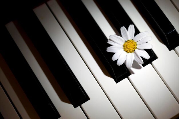 Blumen-Gänseblümchen und Musikinstrument-Klavier-Foto