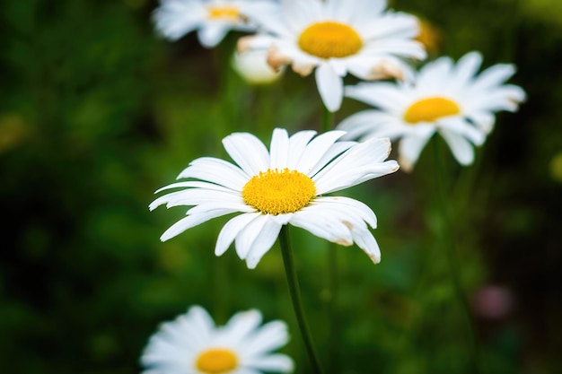 Blumen Garten Park Natur Hintergrund Premium-Foto