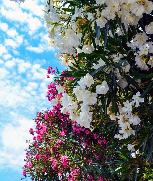 Blumen gegen den Himmel