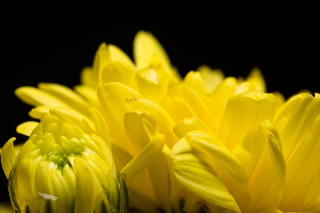 Blumen gelbe Chrysanthemen