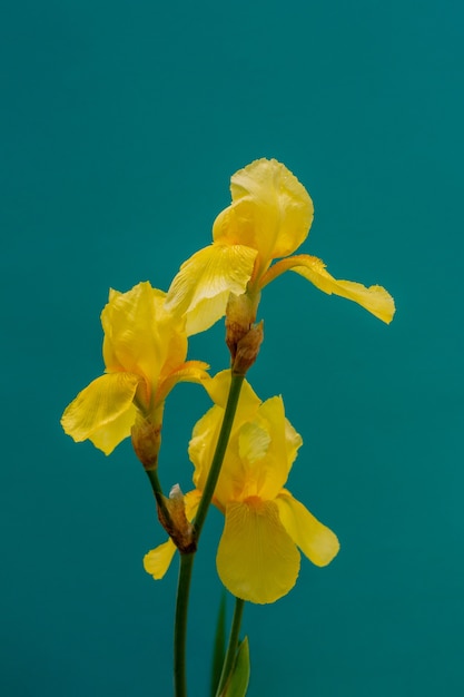 Blumen gelbe Iris auf grünem Hintergrund hautnah