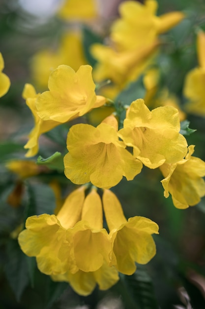 Blumen gelber Trompetenbusch