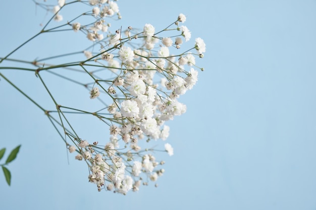 Foto blumen gypsophila auf einem blauen hintergrund kopieren raum