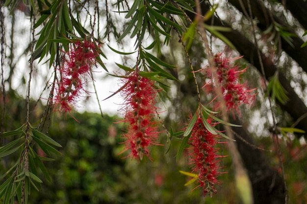 Blumen hängen