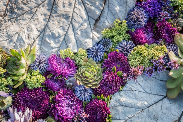 Blumen Hintergrund. Blumenanordnung für purpurrote Astern und Sukkulenten.