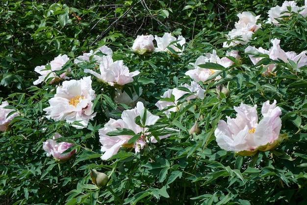 Blumen Hintergrund. Schöne weiße Pfingstrosen im Garten in der Sommersaison