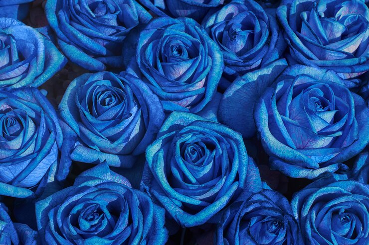 Blumen Hintergrund. Strauß blauer Rosen.
