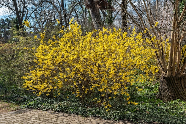 Blumen im Botanischen Garten von Odessa Ukraine