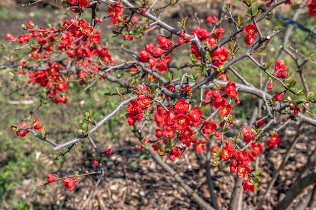 Blumen im Botanischen Garten von Odessa Ukraine