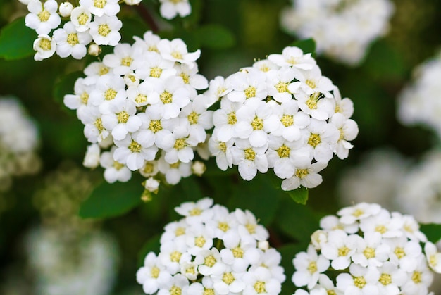 Blumen im Botanischen Garten