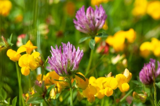 Blumen im Feld an einem sonnigen Sommertag