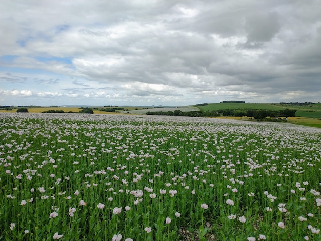 Blumen im Feld