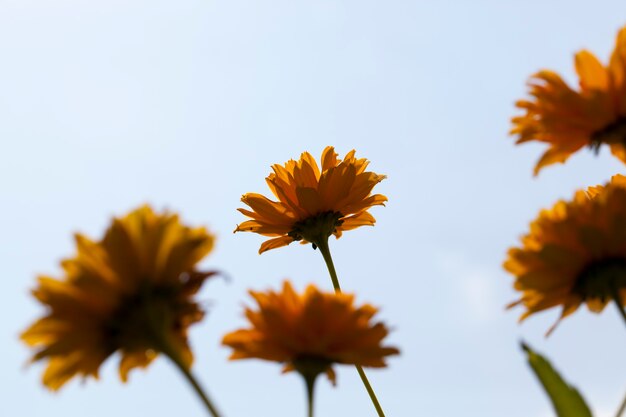 Blumen im Frühling