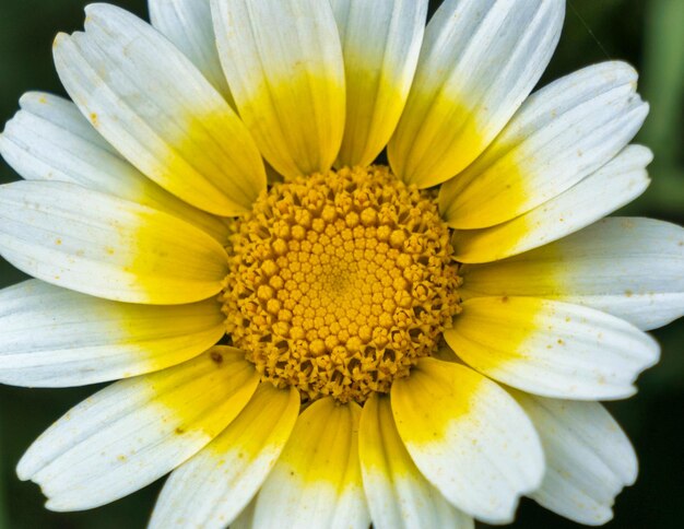 Blumen im Frühling