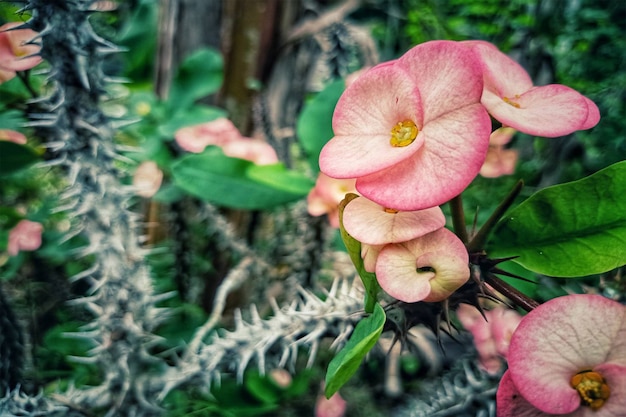 Blumen im Garten gewachsen.