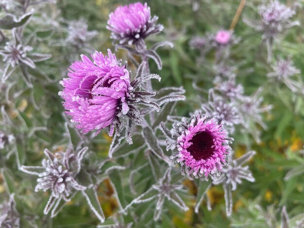 Blumen im Garten im frühen Winter mit Frost bedeckt