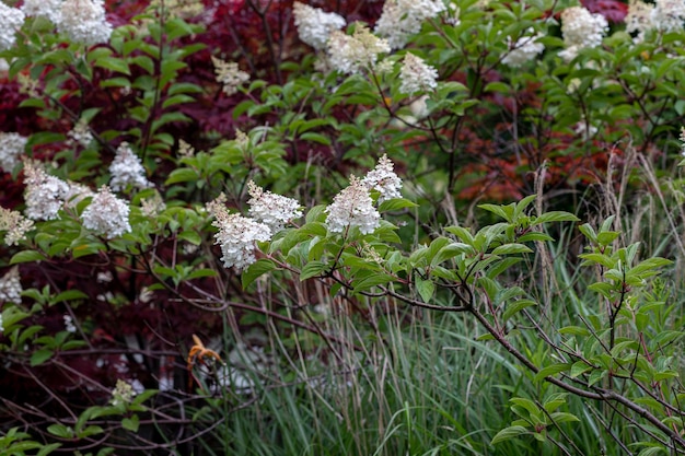 Blumen im Garten mit weißer Blume