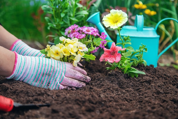 Foto blumen im garten pflanzen