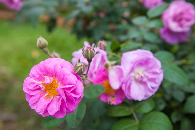 Blumen im Garten, stieg