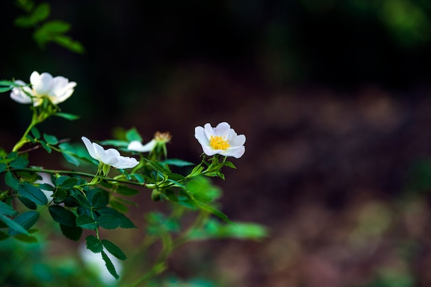 Blumen im Garten