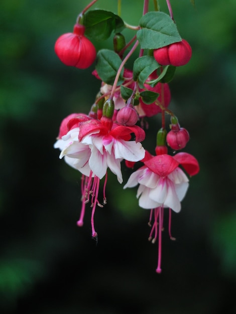 Blumen im Garten