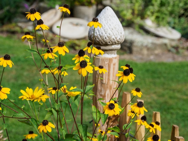 Blumen im Garten