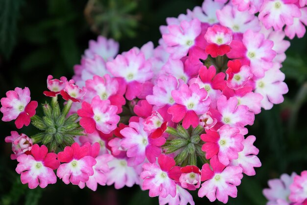 Blumen im Garten