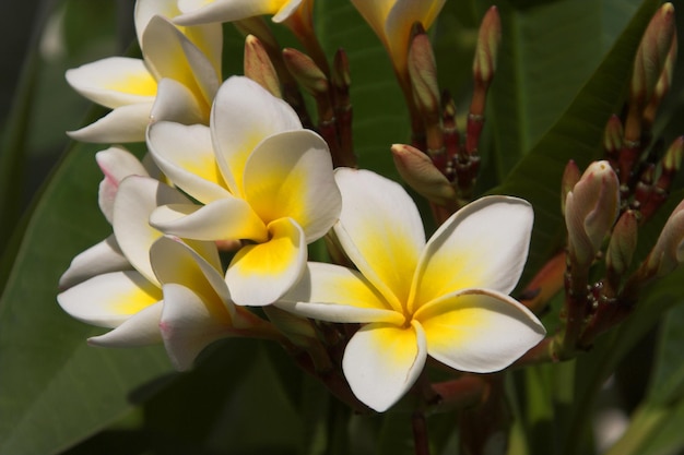 Blumen im Garten