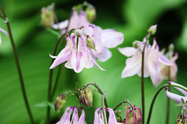 Blumen im Garten