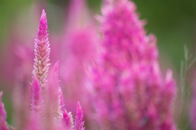 Blumen im Garten