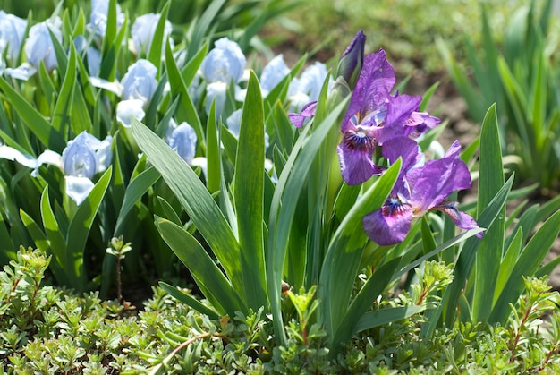 Blumen im Garten