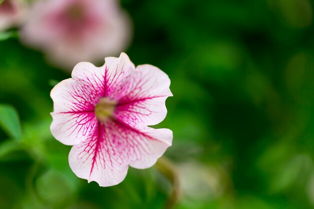 Blumen im Garten