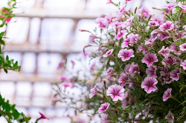 Blumen im Garten