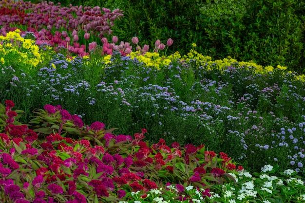 Blumen im Garten.