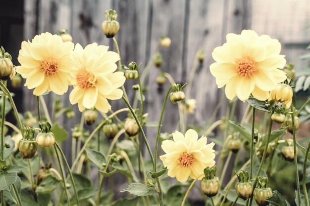 Blumen im Garten.