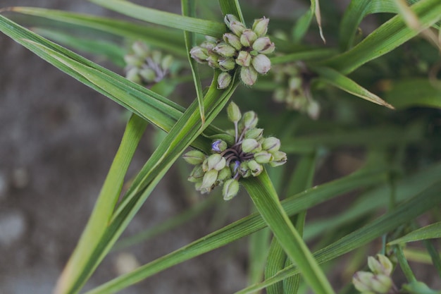 Blumen im Hof in einem Blumenbeet