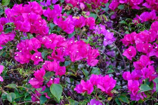 Foto blumen im park von bangkok